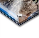 cat 2 Acrylic print