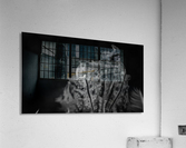Cuttlefish B&W Acrylic Print