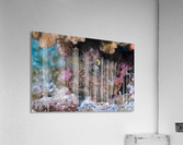 Fish Butt Acrylic Print
