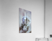 Cuttle Fish Acrylic Print