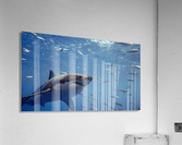 Great White Close Acrylic Print