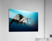 Manta Close Acrylic Print