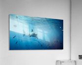 Great White far Acrylic Print