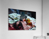Philipines 42 Acrylic Print