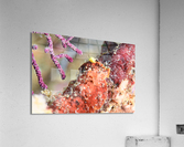 Philipines 1 Acrylic Print