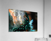 Philipines 60 Acrylic Print