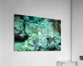 Philipines 65 Acrylic Print