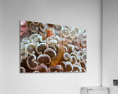 Philipines 40 Acrylic Print