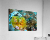 Philipines 61 Acrylic Print
