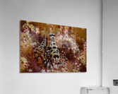 Philipines 116 Acrylic Print