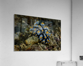 Philipines 86 Acrylic Print