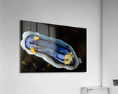 Philipines 71 Acrylic Print