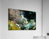 Philipines 213 Acrylic Print