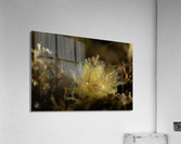 Philipines 182 Acrylic Print