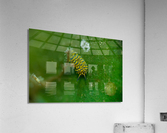 Philipines 153 Acrylic Print