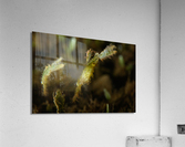Philipines 168 Acrylic Print