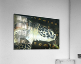 Philipines 191 Acrylic Print