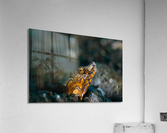 Philipines 351 Acrylic Print