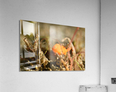 Philipines 311 Acrylic Print
