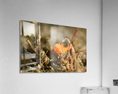 Philipines 312 Acrylic Print