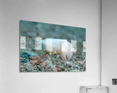 Philipines 346 Acrylic Print