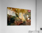 Philipines 339 Acrylic Print