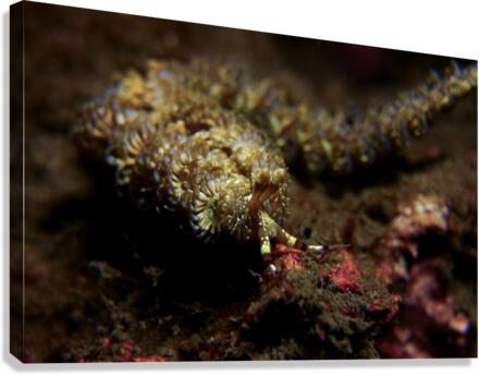 Blue dragon nudibranchs Canvas Print