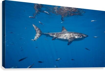 Great White Solo Canvas Print