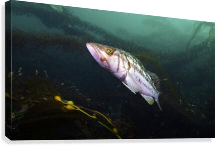 Bass California  Canvas Print