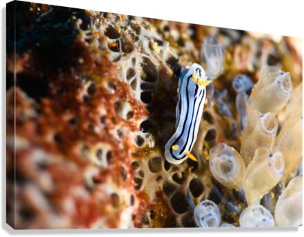 Philipines 226 Canvas Print