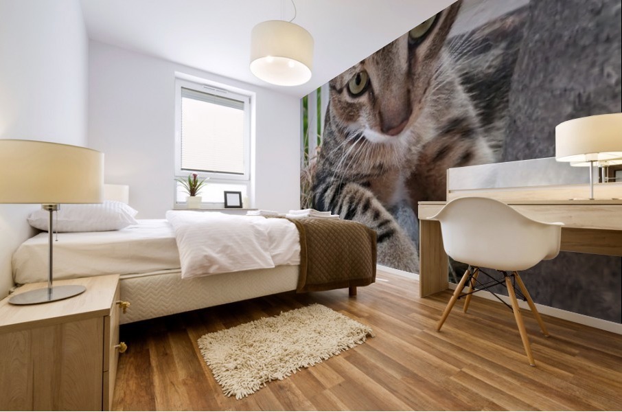 Roatan Cat Mural print