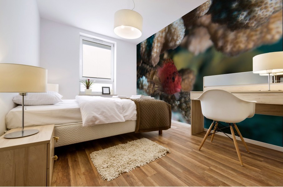 Red Fishy Mural print