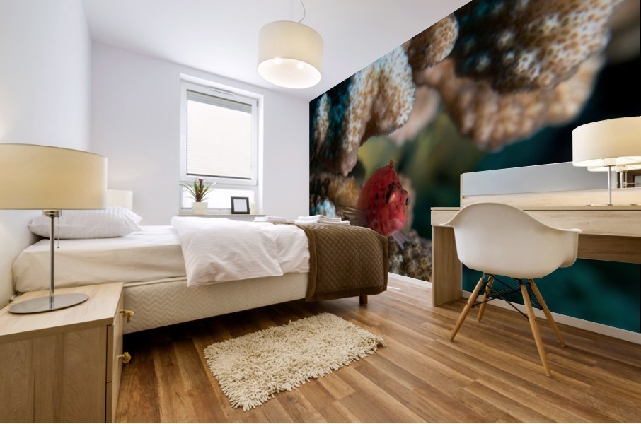 Small Fish Mural print