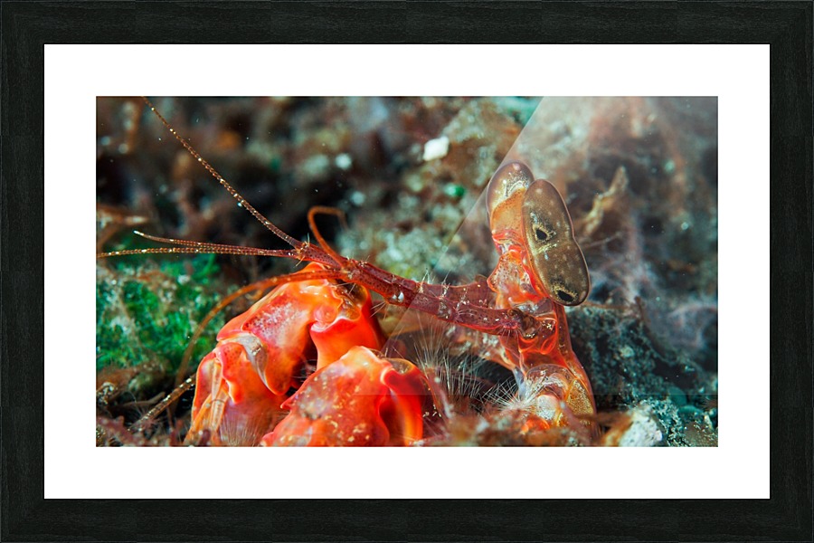 spearing mantis Picture Frame print