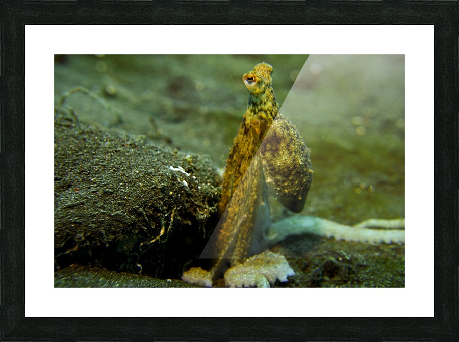 Wounderpus Picture Frame print