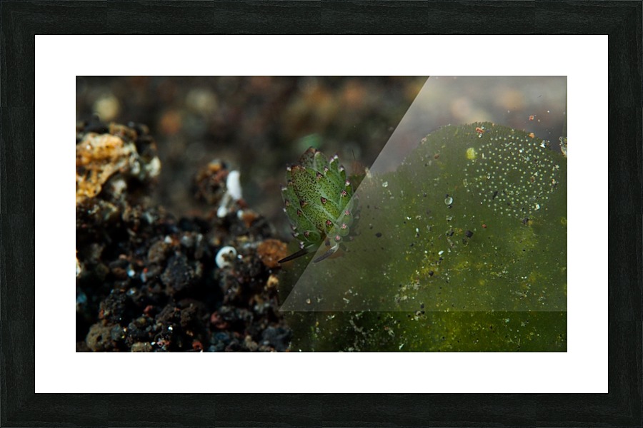 Sheep Nudi Leaf Picture Frame print