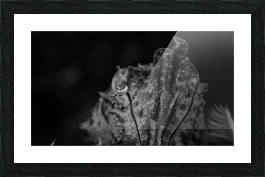 Cuttlefish B&W Picture Frame print