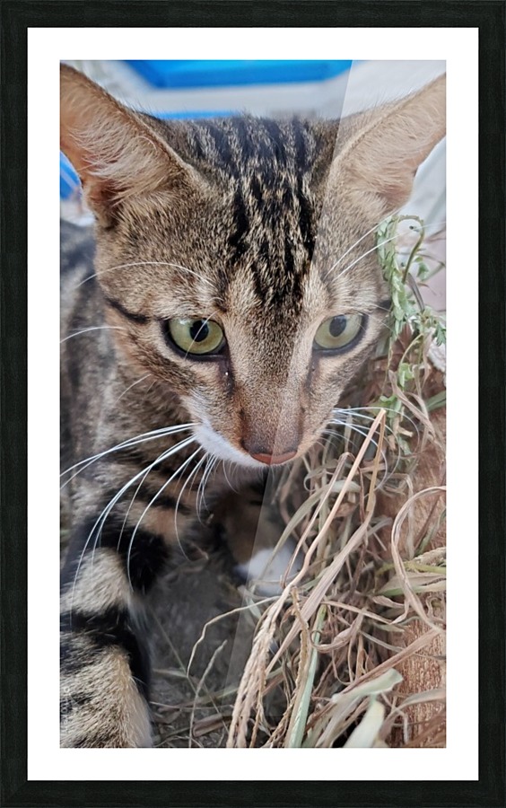cat 2 Picture Frame print