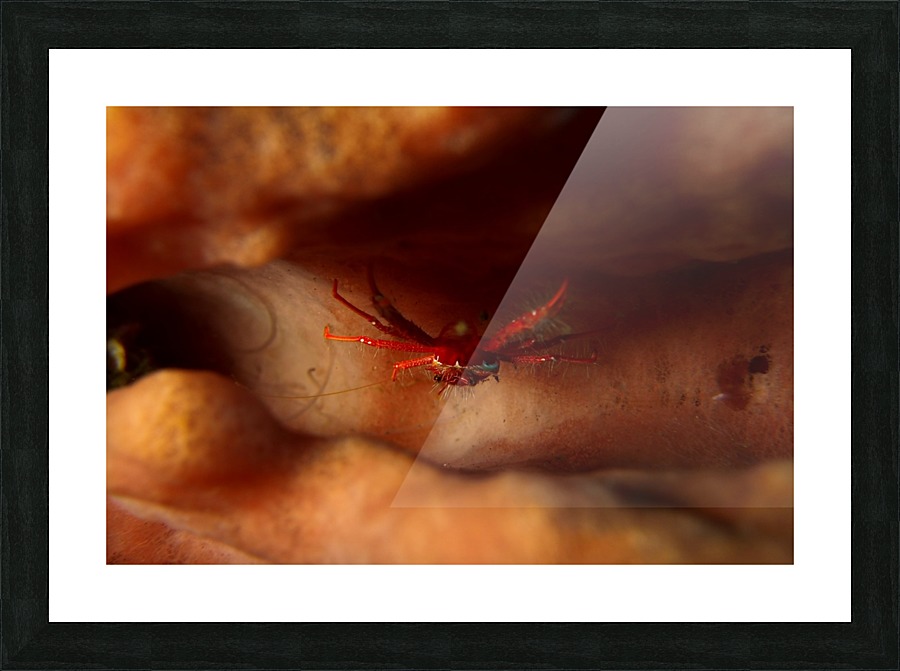 crab 2 Picture Frame print