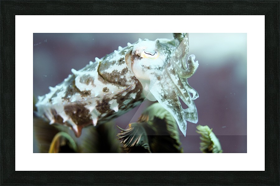 Cuttlefish Picture Frame print