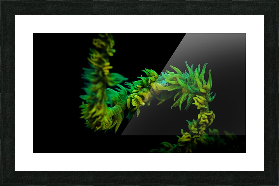 Shrimp Green Picture Frame print