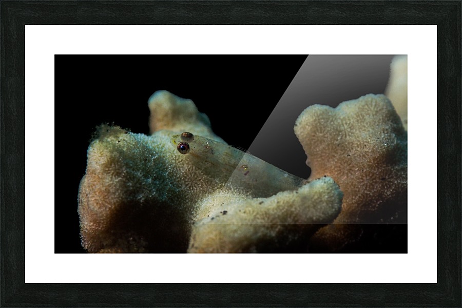 baby Fish Picture Frame print