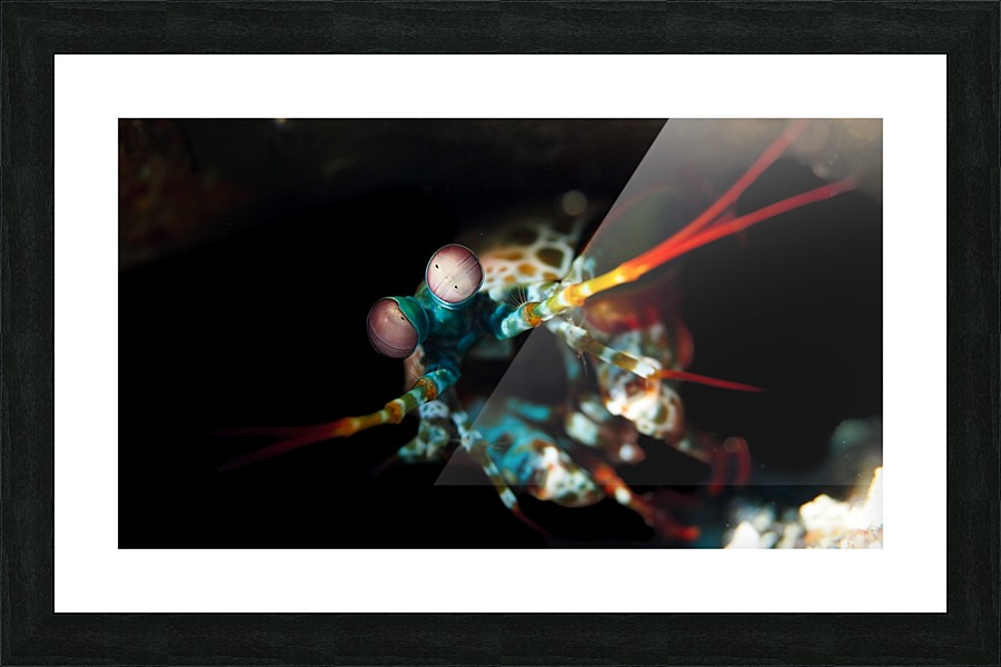 Mantis Shrimp 2 Picture Frame print