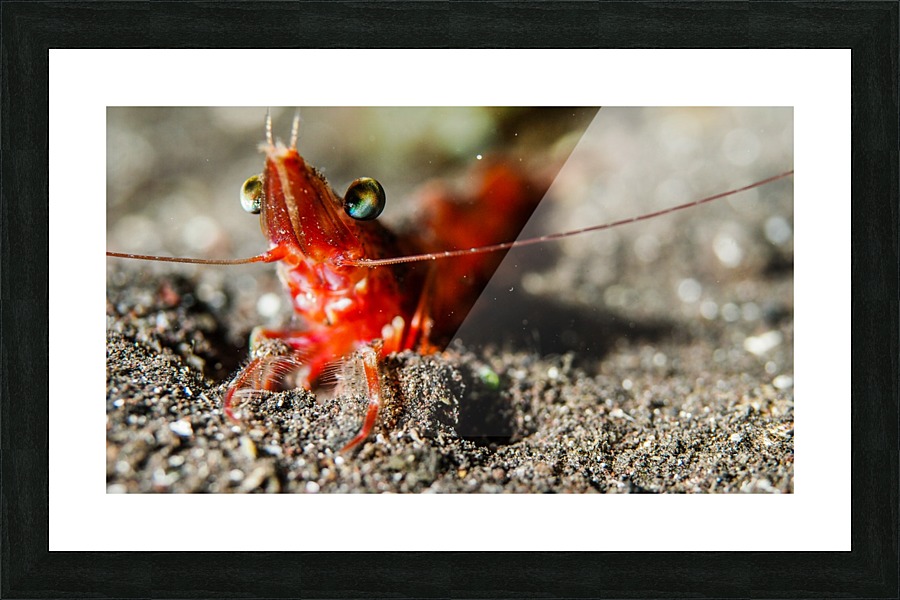 Shrimp Picture Frame print
