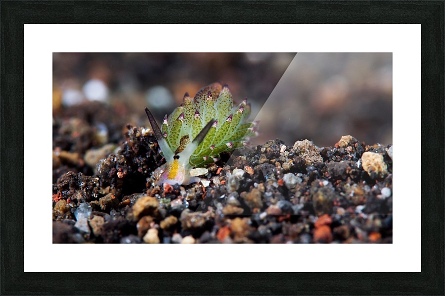 Sheep Nudi Picture Frame print