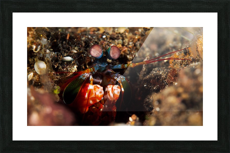 Mantis Shrimp Picture Frame print