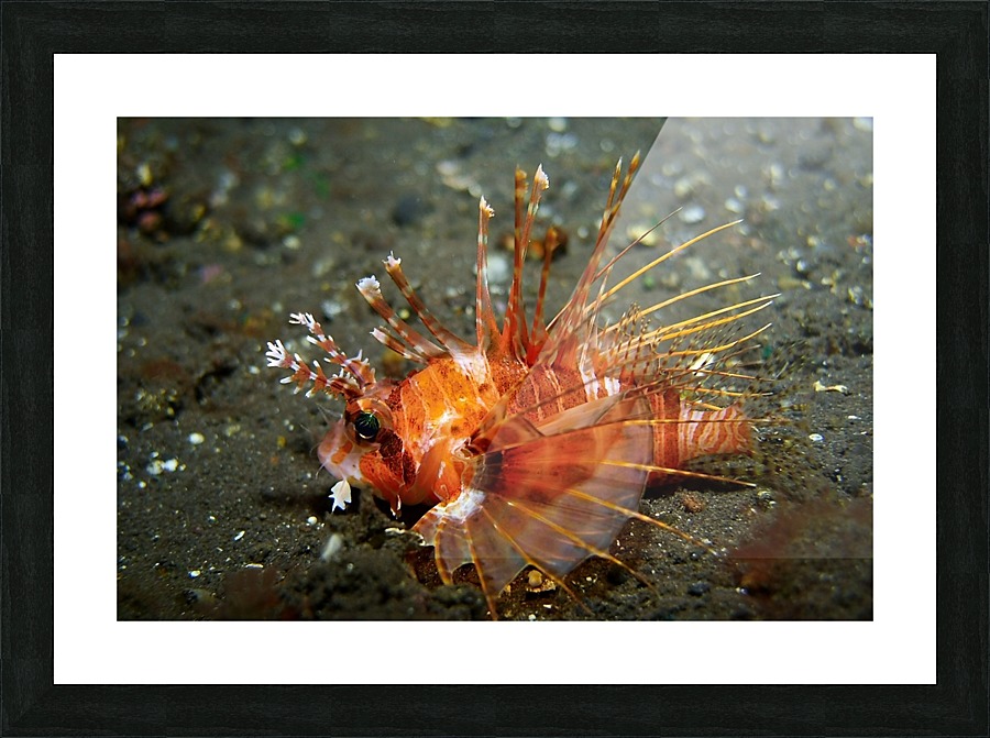 Lion Fish Picture Frame print