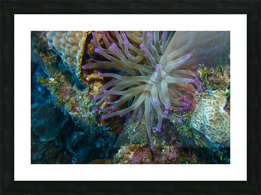 Anemone Picture Frame print