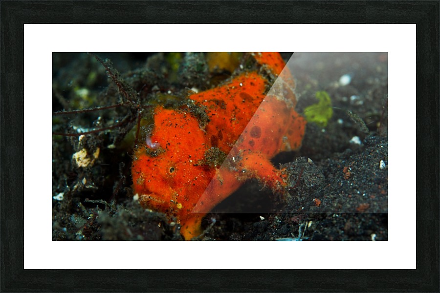 Frog Fish Red Picture Frame print