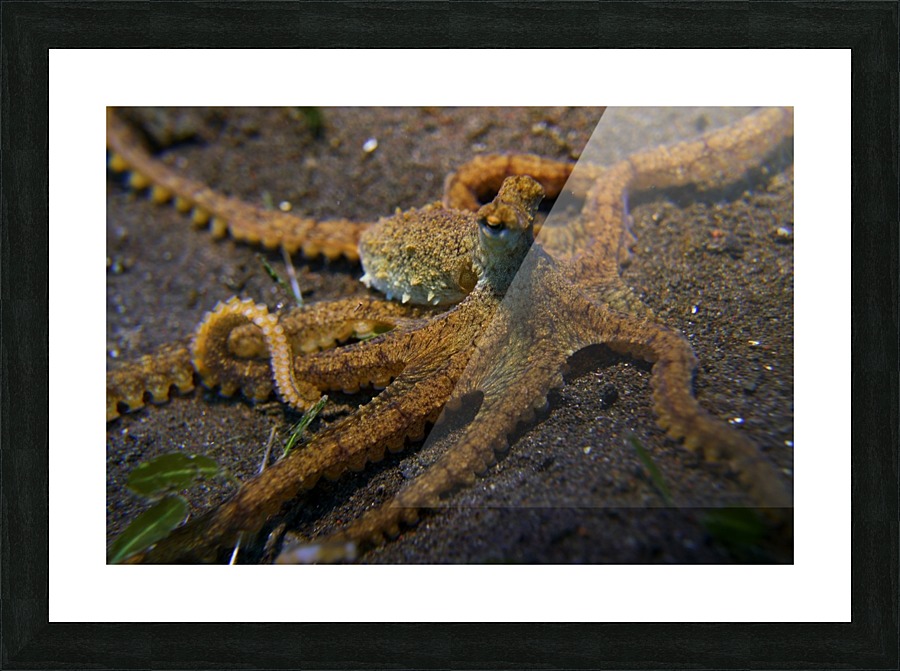 Octopus Picture Frame print